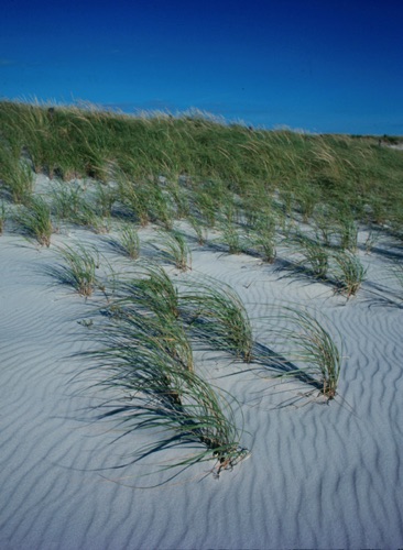 Wind-blown Dunes, Island Beach State Park, Ocean County, NJ (MF).jpg